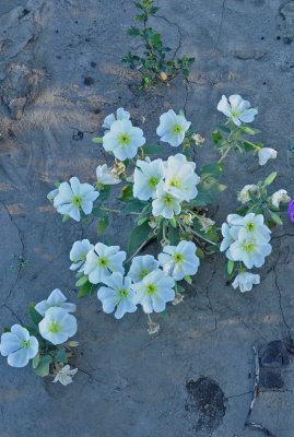 Wild flowers, Anza Borrego Desert State Park, California