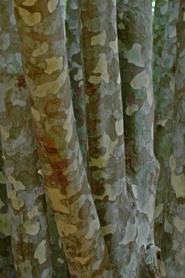 Laced-bark pine, National Arboretum, Washington, DC