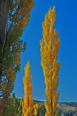 Poplars, Oregon