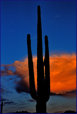 Sunset, Saguaro National Park, Arizona