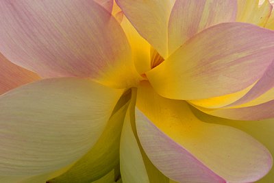 Lotus close up, Kenilworth Park and Aquatic Gardens, Washington, DC