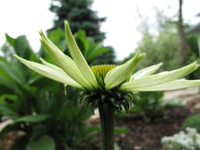 Crowning Glory