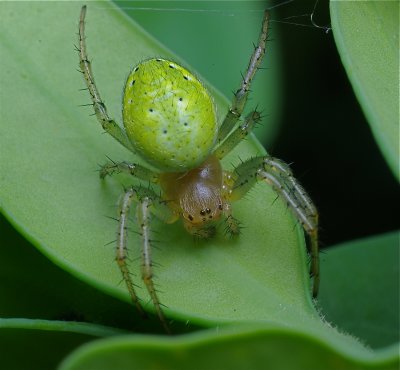 Komkommerspinnetje