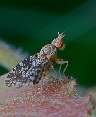 Slakkendoder - Trypetoptera punctulata