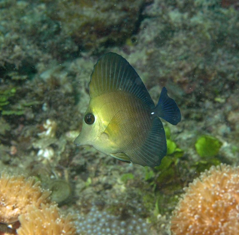 Tang brown juvenile - Zebrasoma scopus