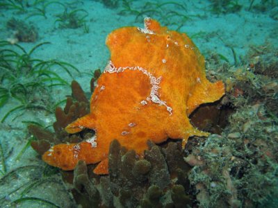 Frogfish giant - Antennarius commersoni K36