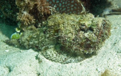 Stonefish false - Scorpaenopsis diabola K57