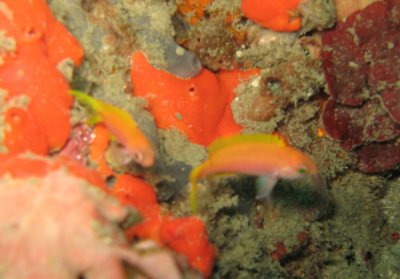 Resplendent basslet  - Pseudanthia pulcherrimus - Nacala Bay Diving