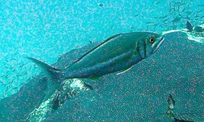 Jobfish smalltooth - Aphareus furca K111
