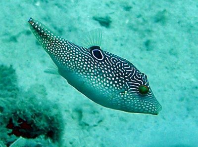 Toby false eye - Canthigaster papua K244