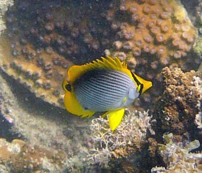 Butterfly black-back juvenile  - Chaetodon melannotus K123