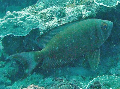 Bigeye crescent-tail - Priacanthus hamrur K79