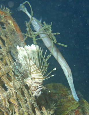 Trumpet  - Aulostomus chinensis K48 (22) with lionfish