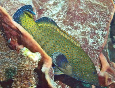 Grouper peacock - Cephalopholis argus K65