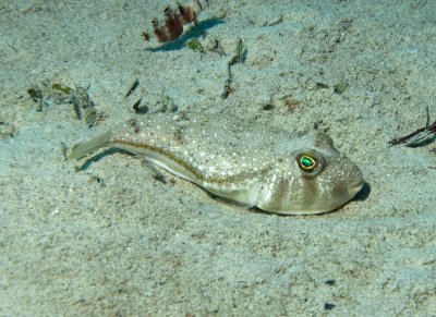 Puffer dwarf  - Torquigener hypselogeneion