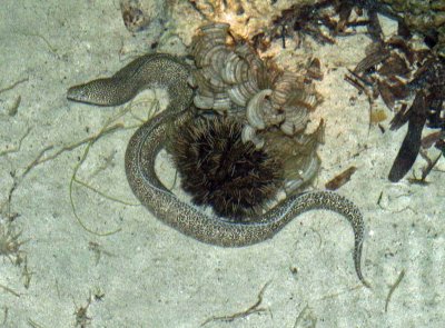 Eels and morays