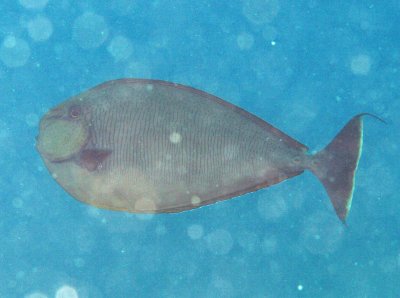 Unicorn big-nose - Naso vlamingii K226