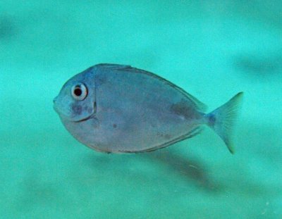 Unicorn blue-spine juvenile - Naso unicornis K226