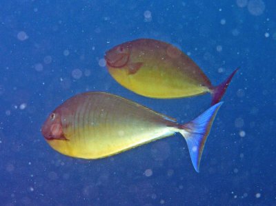 Unicorn bluetail - Naso hexacanthus K228