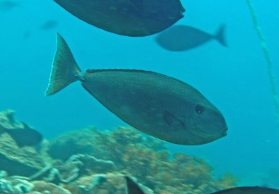 Unicorn hump-nose female - Naso tuberosus K227