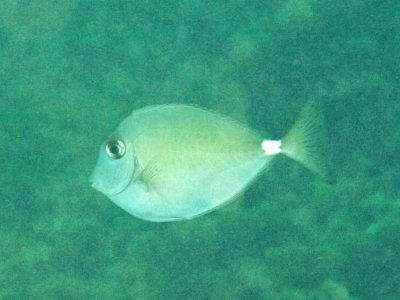 Unicorn hump-nose juvenile - Naso tuberosus K227