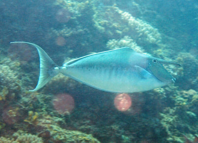 Unicornfish