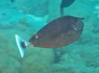 Unicornfish