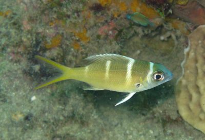 Emperor bigeye juvenile - Monotaxis grandoculis K103