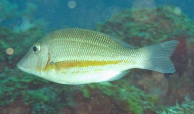 Emperor orange-stripe - Lethrinus obsoletus K100