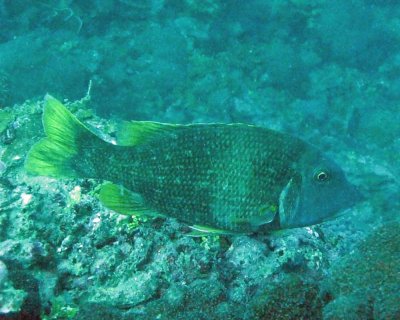 Emperor yellowfin - Lethrinus erythracanthus D109