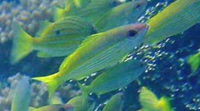 Snapper blue-stripe - Lutjanus lutjanus Fishwise 2 .JPG