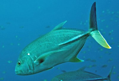 Caranx papuensis H305