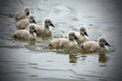 Cygnets at Hever