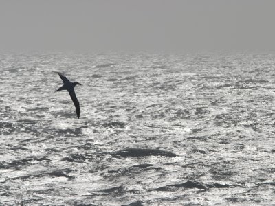 g3/17/909317/3/111253129.OzziuAt1.jpg