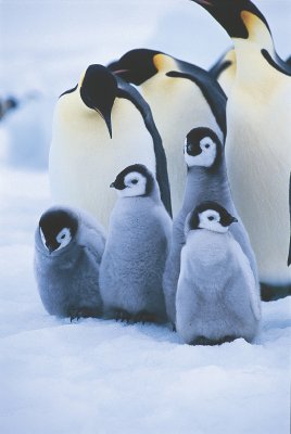 Emperor Penguins of Snow Hill Island, Weddell Sea, Antarctica