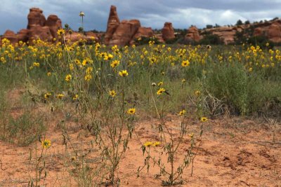 Arches - Wildflowers