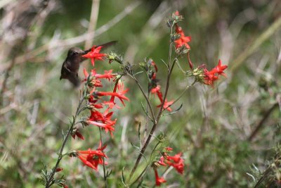 Cabin Hummingbird2