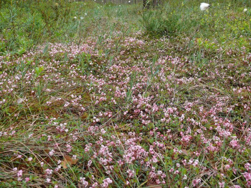 Blooming cranberries in Kemeri bog