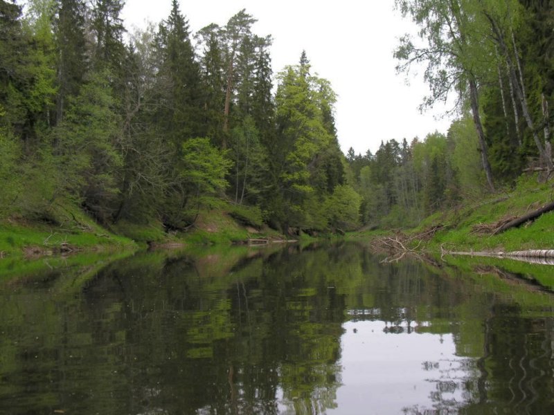 Abava
