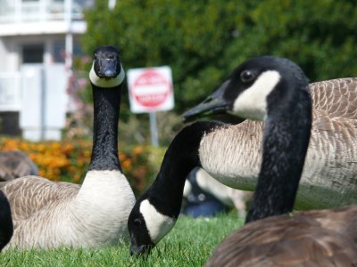 Canada Geese in West Seattle