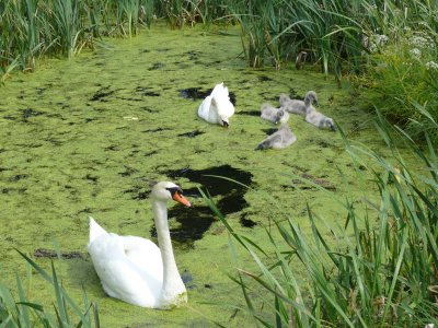 A family of mute swans in Pabazi