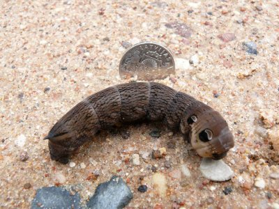 A huge (by Latvian standards) caterpillar
