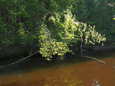 Upper Pededze near Jaunanna