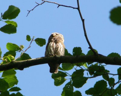 Pygmy owl (Glaucidium passerinum) in Slitere National Park