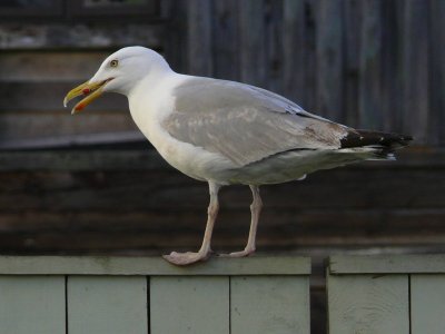 Herring gull (Larus argentatus) in Liepaja