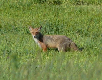 Red fox (Vulpes vulpes)