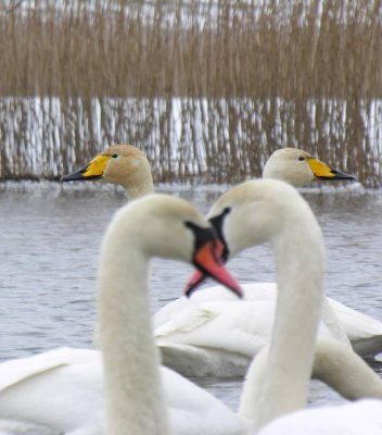 Mute (in front) and Whopper Swans in Daugava