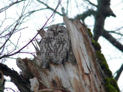 Tawny owl (Strix aluco) in Laudona