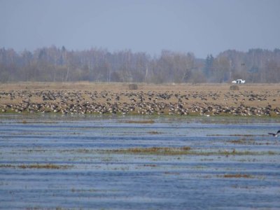 Svete meadows near Jelgava