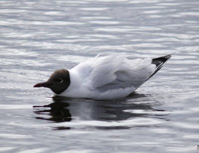 Black headed gull